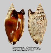 Euprotomus aratrum (f) melanostomus (3)